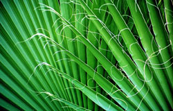 Coast palms