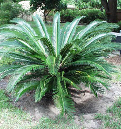 Cycad Revoluta