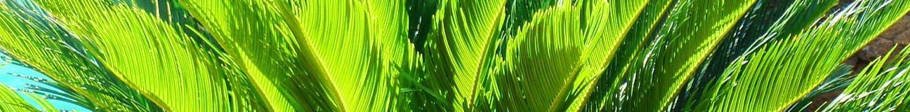 Coast Palms & Cycads Peacock Plant