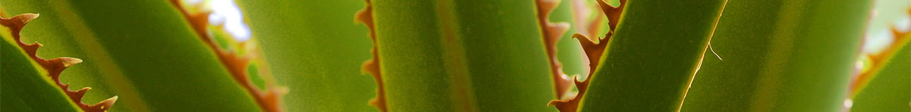 Coast Palms & Cycads NOW FINISHED SPRING CLEAN SALE 2025