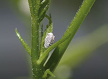 mealy bug