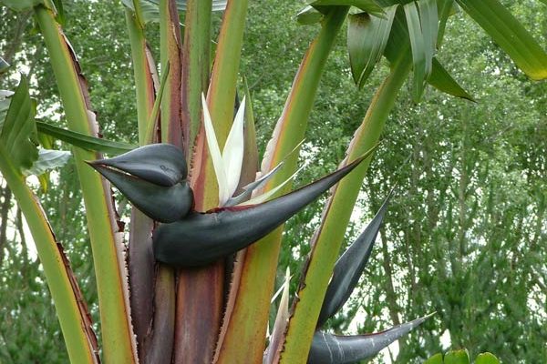 Giant Bird of Paradise 5.5l potted .5m high $30.00