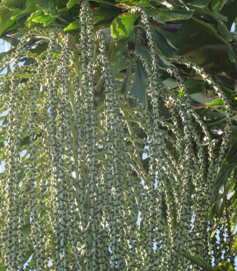 inflorescence detail