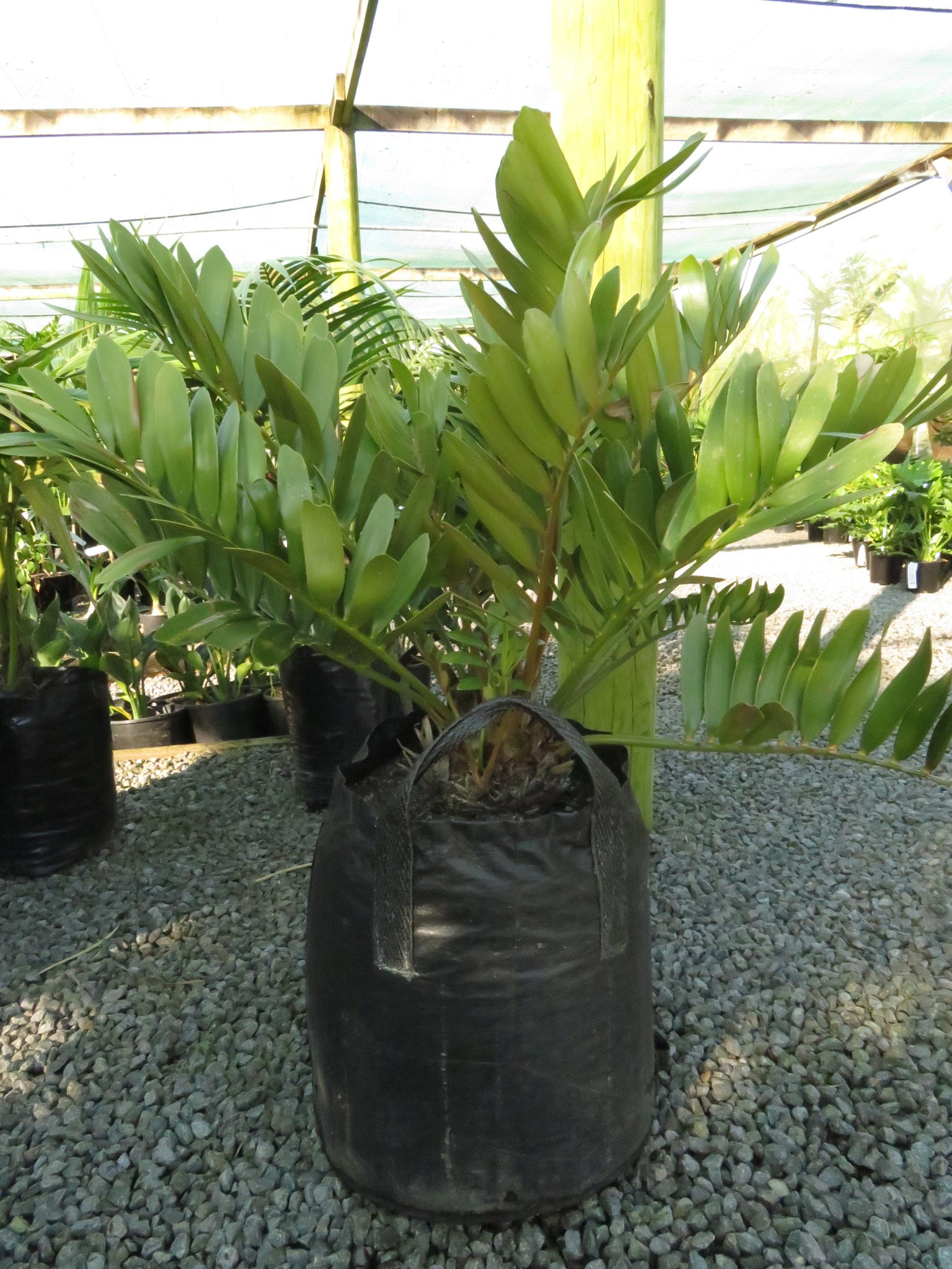 zamia plant cardboard furfuracea cycads palm