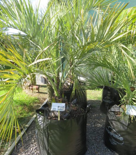 Jelly palm 135 litre grade 1.5m height