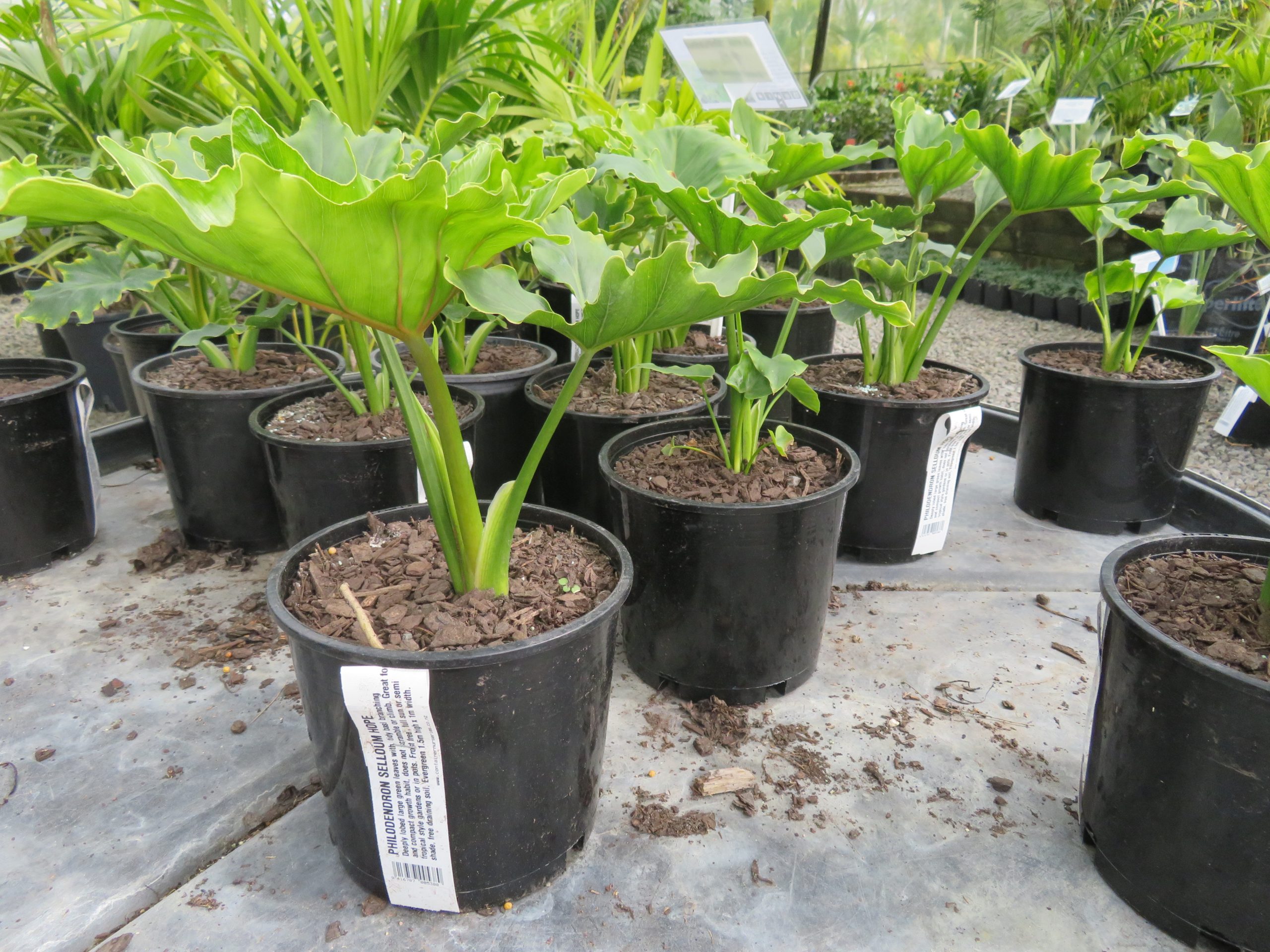 205 litre pot Philodendron 'Selloum Hope' Sept 2020
