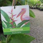Heliconia subulata- Guatamalan Bird of Paradise 8.5 litre pot