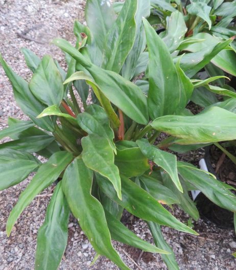 2.5 litre pot Philodendron wendlandii