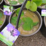 Cream Lotus in 30 litre tub