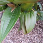 Medinilla myriantha (leaf detail) 5 litre pot