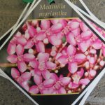 Medinilla myriantha ( flower detail) 5 litre pot
