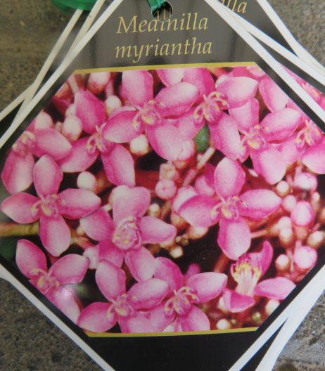 Medinilla myriantha ( flower detail) 5 litre pot