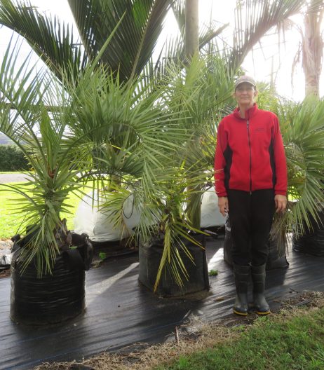 Jelly palm 135 litre grade 1.5m height with Sally @180cm June 2022
