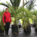 Jelly palm 135 litre grade 1.5m height with Sally @180cm June 2022
