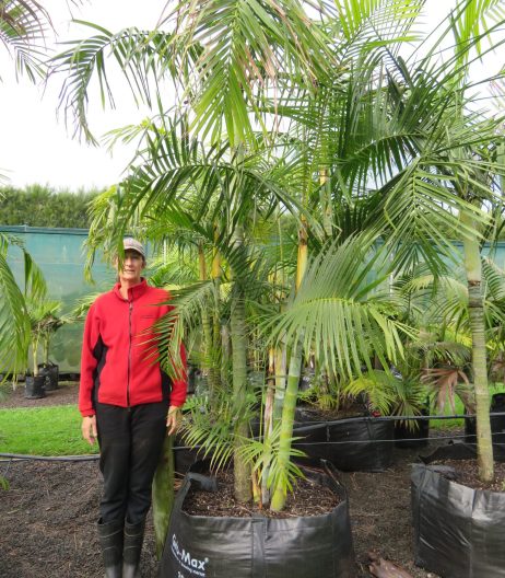 400 litre grade Dypsis baronii with Sally @180cm June 2022
