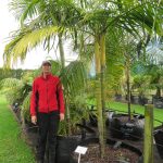 400 litre grade Dypsis baronii with Sally @180cm June 2022
