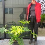 Philodendron 'Selloum Hope' 15 litre tub (with Sally @ 1.8 metres for scale) $85.00 September 2022