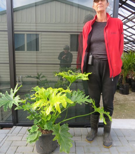 Philodendron 'Selloum Hope' 15 litre tub (with Sally @ 1.8 metres for scale) $85.00 September 2022