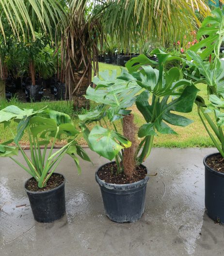 Monstera all four grades smallest to largest (l to r)