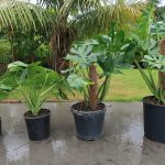 Monstera all four grades smallest to largest (l to r)