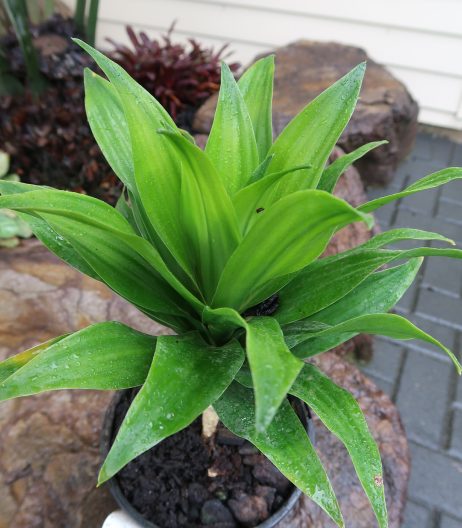 Dracaena Janet Craig compacta Feb 2023