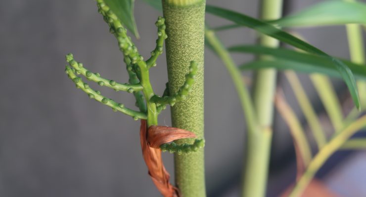 Detail of Bamboo/Reed inflorescence March 2023