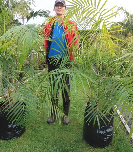 45 litre grade Sugar Cane palm September 2023 130cm height