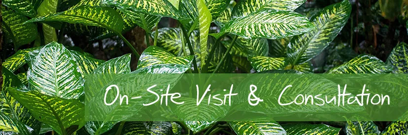 On-site plant consultation