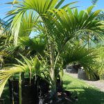 135 litre ezylift Umbrella palms 130-200cm December 2023
