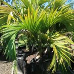 135 litre ezylift Umbrella palms 130-200cm December 2023